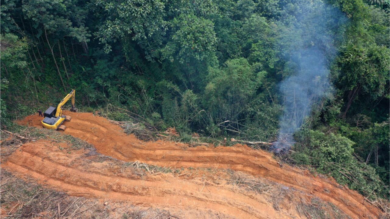 Abholzung des Amazonaswaldes in Brasilien auf Rekordniveau 