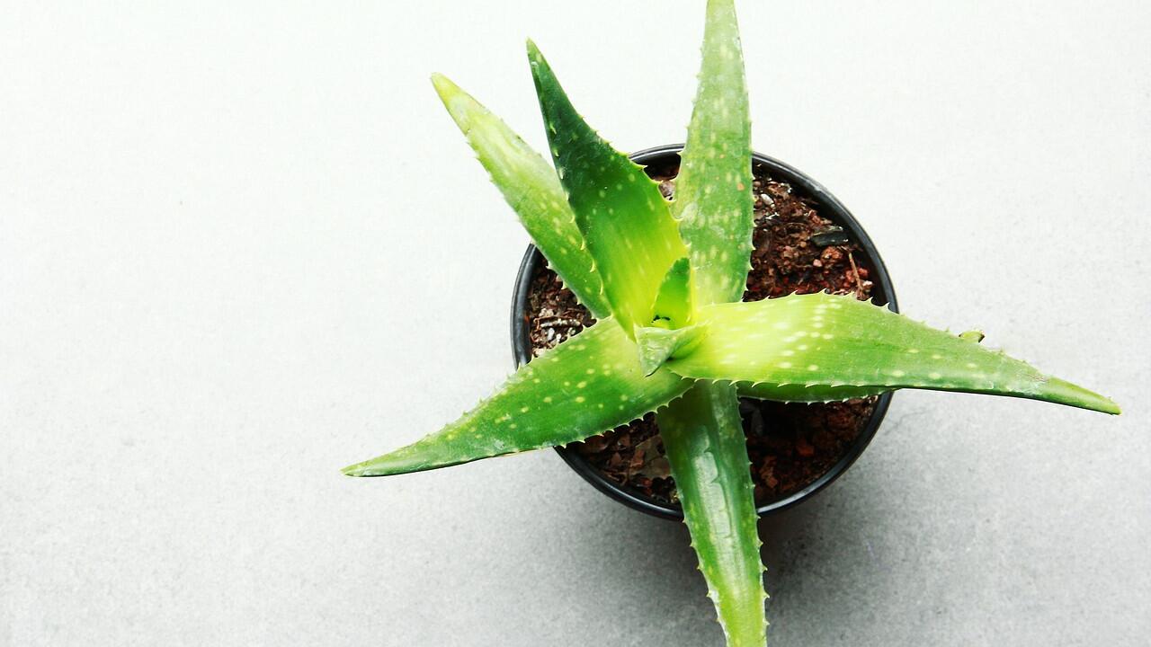 Aloe vera ist eine pflegeleichte Pflanze, auch das Anpflanzen ist nicht schwer.