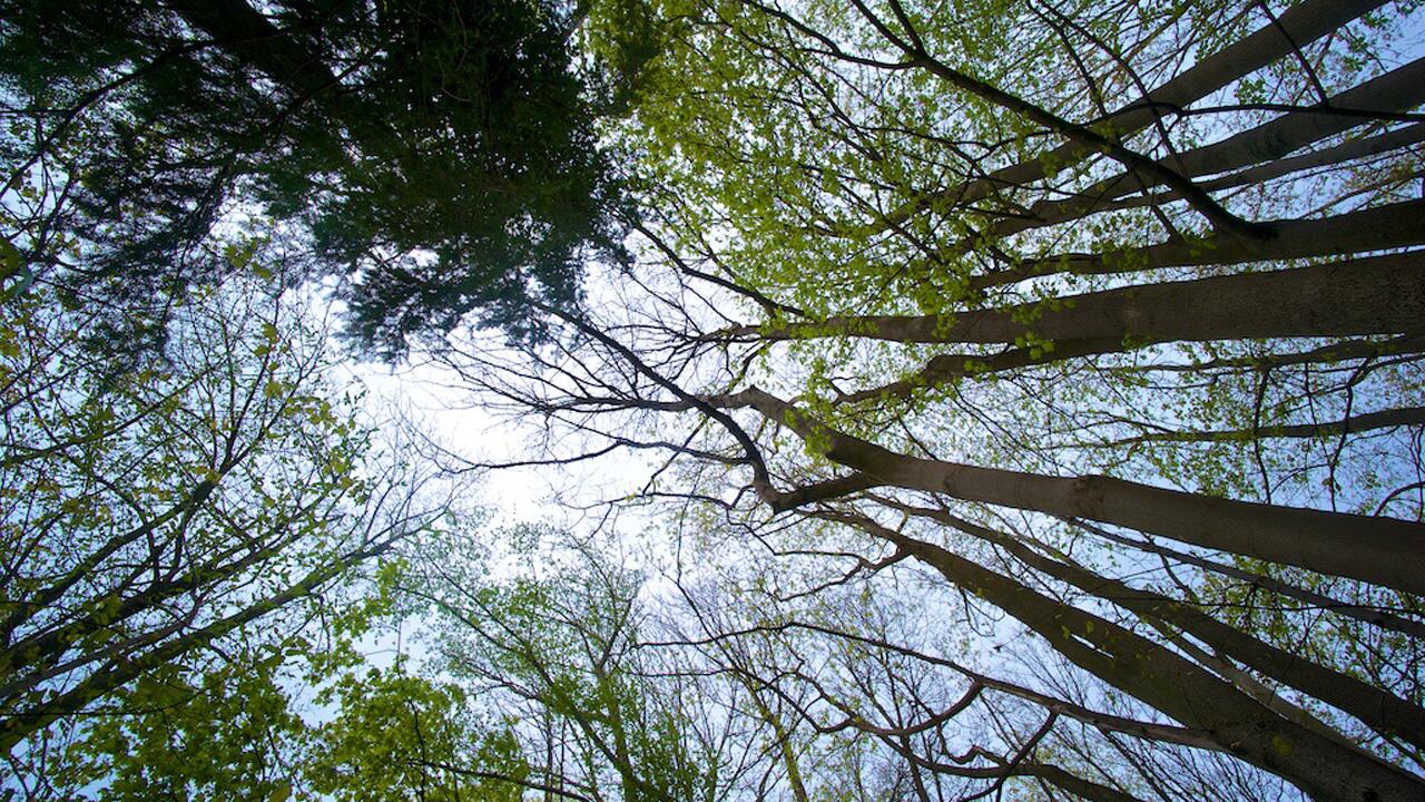 Bilanz zum Tag des Baumes: Den Wäldern geht es schlecht
