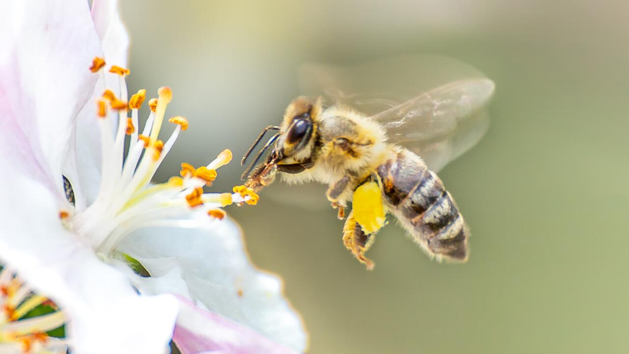 Bundeskabinett beschließt umstrittenes Paket zum Insektenschutz