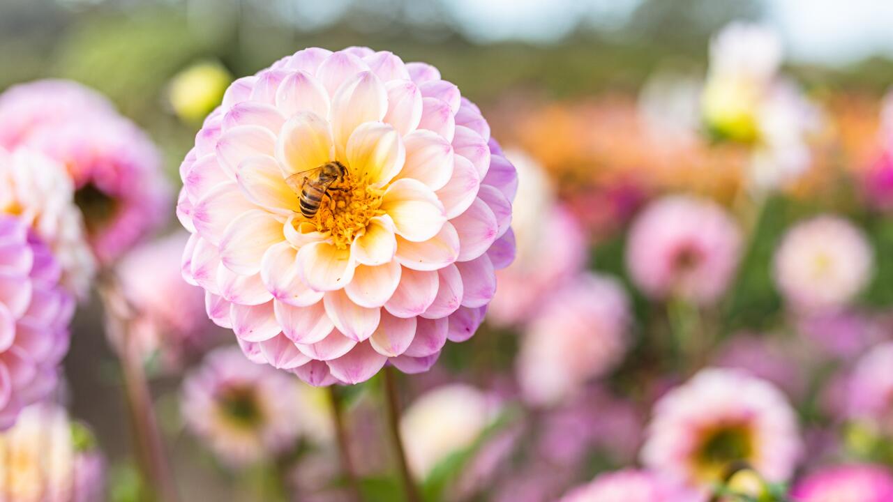 Dahlien richtig pflegen: So blüht die Sommerblume länger