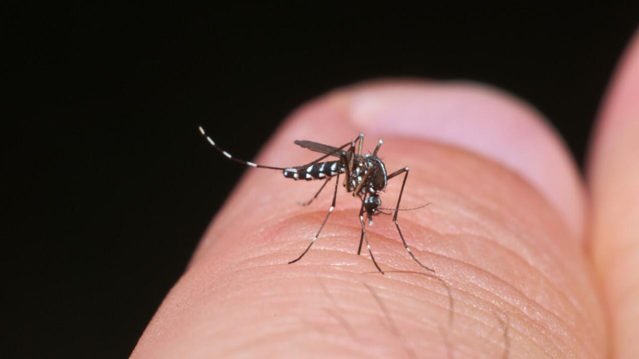 Exotische Stechmücken wie die Asiatische Tigermücke verbreiten sich durch den Klimawandel stärker bei uns.