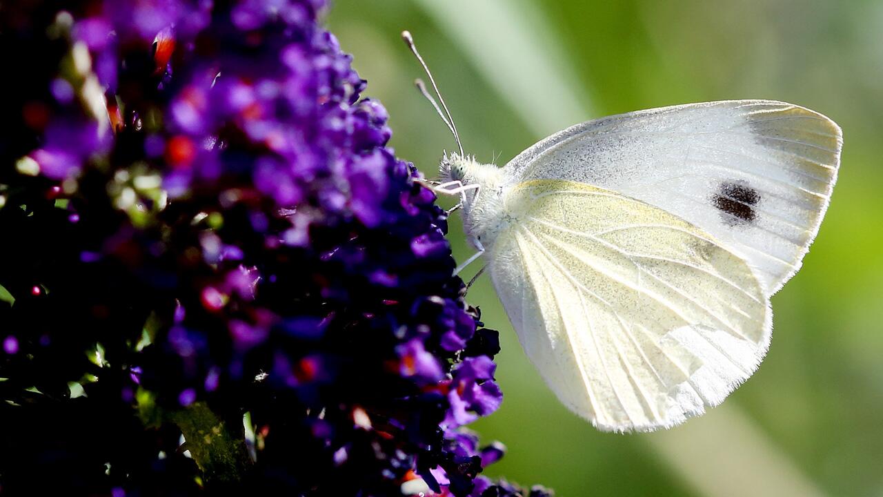 Falter-Flaute: Oft weniger Schmetterlinge als sonst zu beobachten 