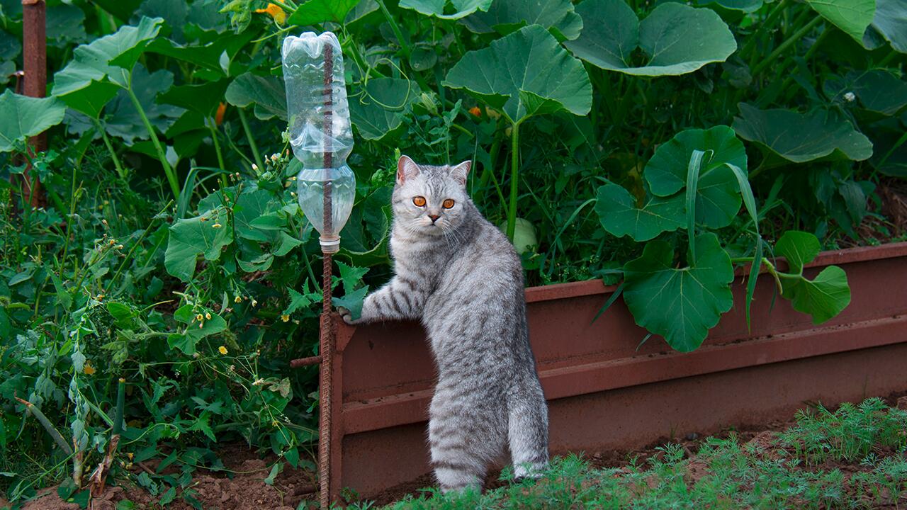 Gartenbesitzer möchten fremde Katzen gerne vertreiben. Mit unseren Tipps klappt es möglichst tierfreundlich.