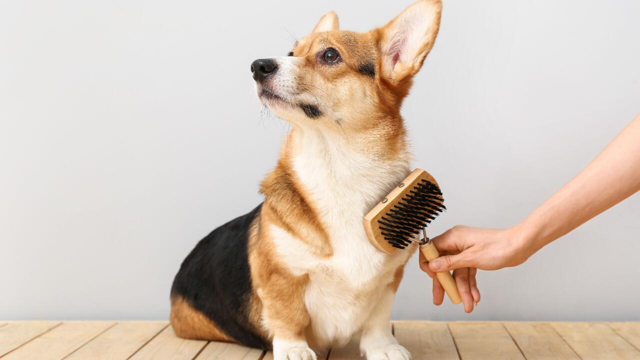 Hundepflege: Was Sie über die Fellpflege wissen sollten