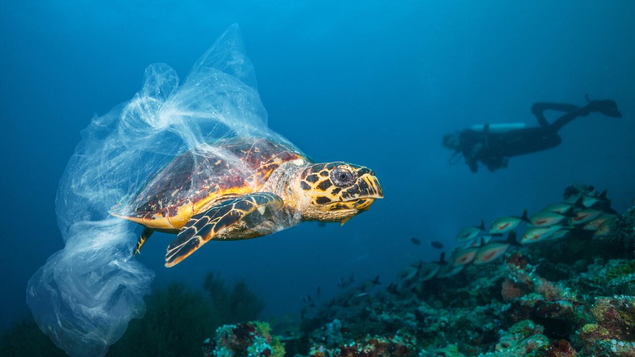 Plastikmüll ist eine große Gefahr für junge Meeresschildkröten
