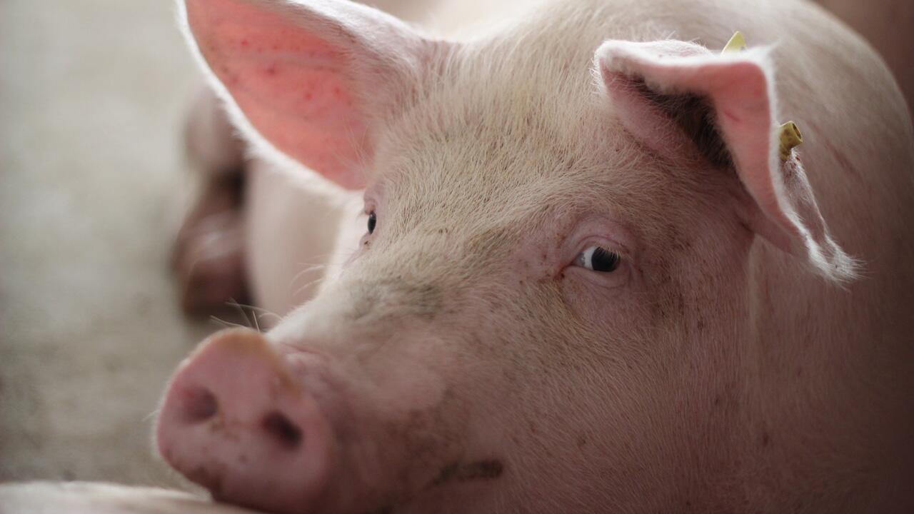 Studie: Glückliche Schweine grunzen kürzer und konstanter