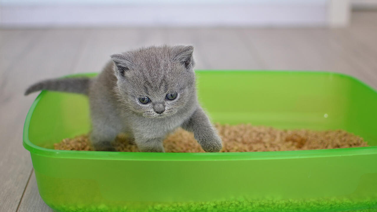 Katzen sind sehr reinliche Tiere und fühlen sich in einer sauberen Toilette besonders wohl. 