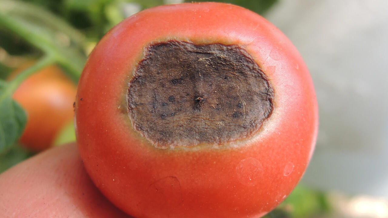 So sieht eine Blütenendfäule bei Tomaten aus: Sie ist nicht mit der Tomatenfäule zu verwechseln.
