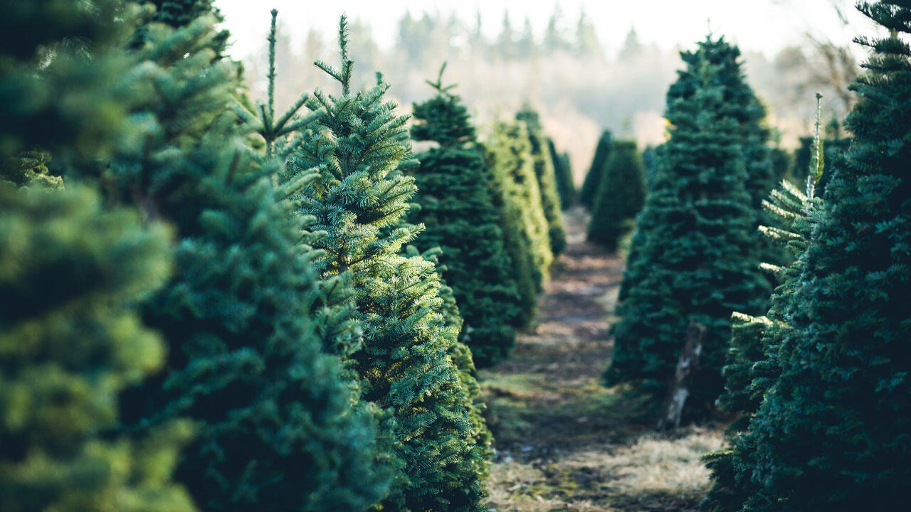 Die besten Weihnachtsbäume sind Bio-Bäume oder welche aus dem regionalen Forst.