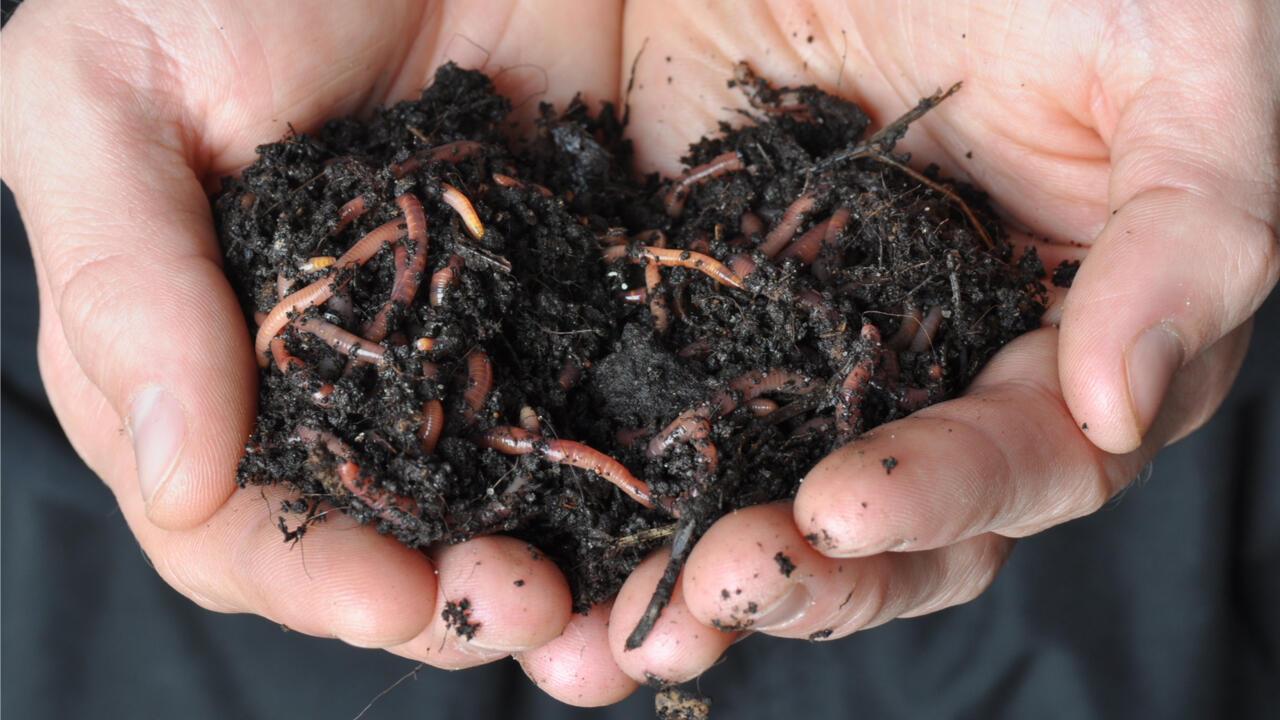 Regenwürmer fühlen sich in der Rotte wohl und leisten gute Dienste. Kontakt zur Erde ist daher beim Komposthaufen wichtig.