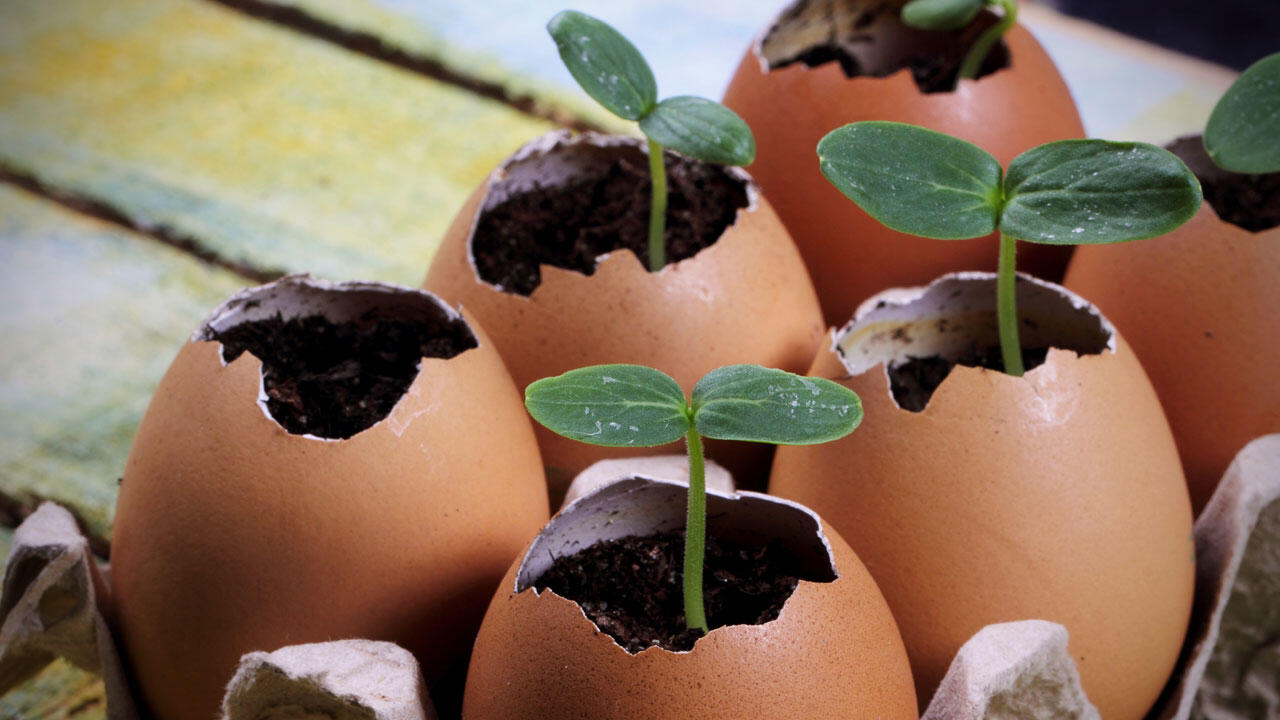 Eierschalen können als umweltfreundlicher Ersatz für kleine Töpfe dienen.