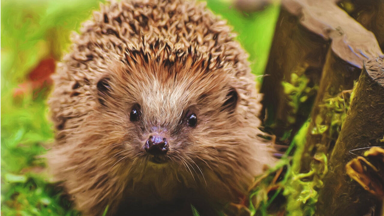 Haben Sie einen Igel entdeckt, sollten Sie ihn nur in Ausnahmefällen füttern – dann mögen die Tiere eiweißreiche Nahrung. Haben Sie einen Igel entdeckt, sollten Sie ihn nur in Ausnahmefällen füttern – dann mögen die Tiere eiweißreiche Nahrung.