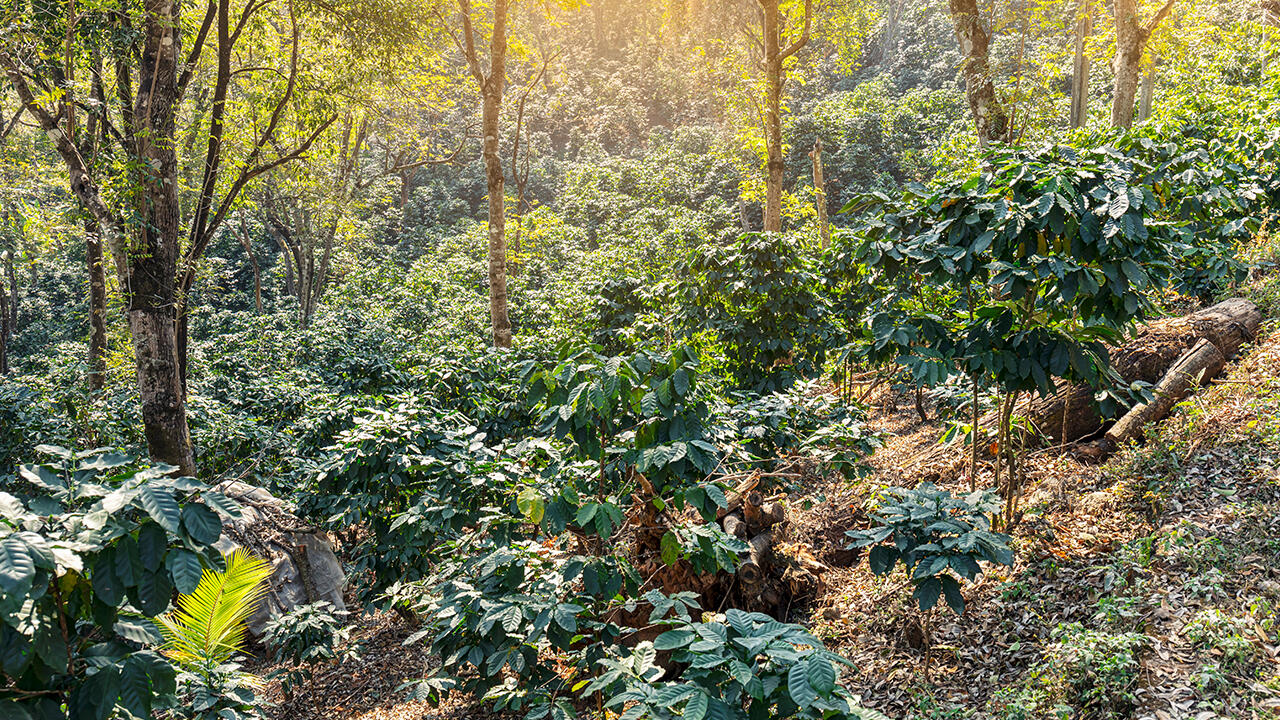 Bäume können den Kaffeepflanzen Schatten spenden und sie dadurch vor der Sonne schützen.