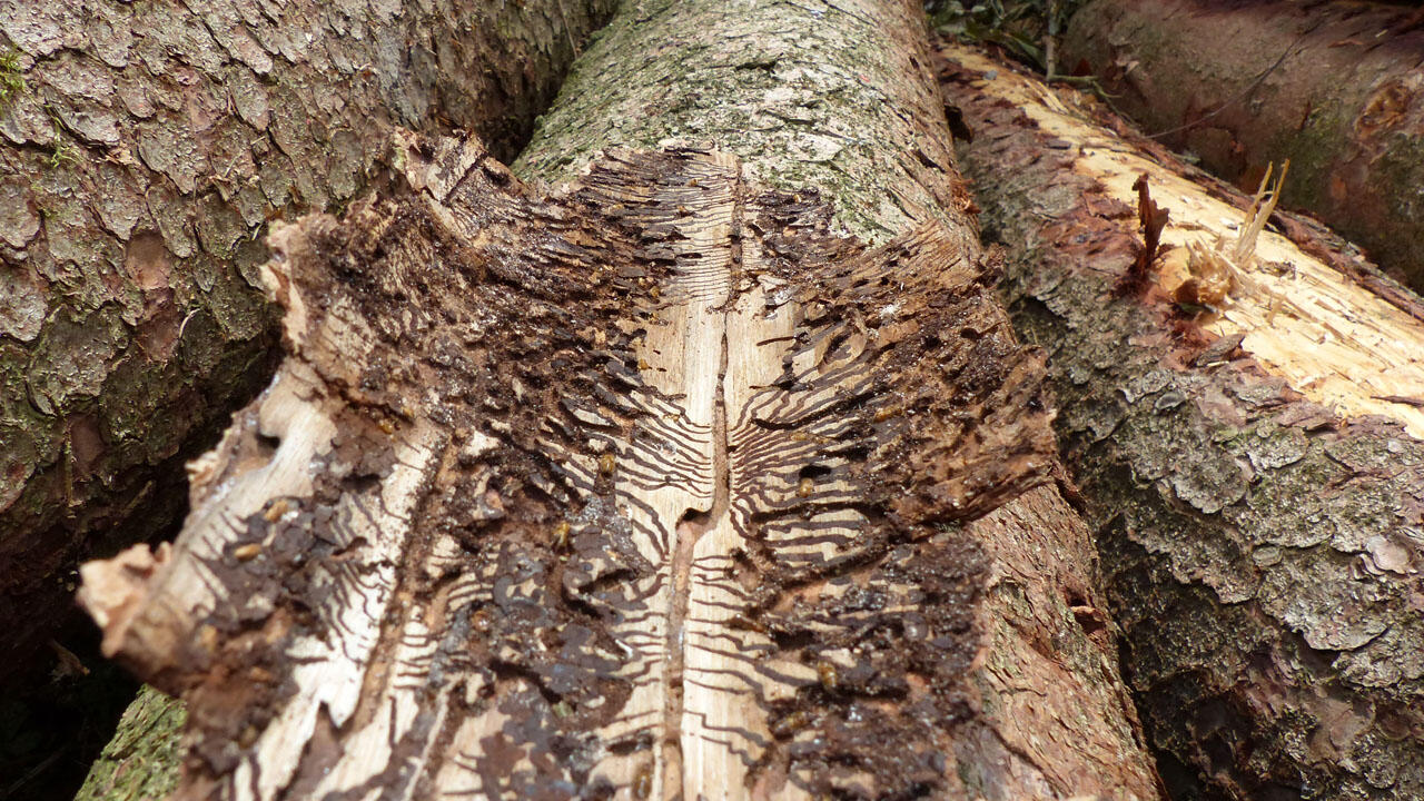 Schädlinge wie der Borkenkäfer breiteten sich in bereits geschwächten Bäumen besonders schnell aus – mit gravierenden Folgen für den Waldbestand.