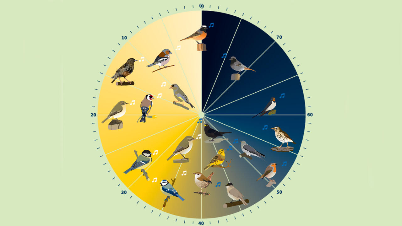 An der NABU-Vogeluhr können Sie ablesen, wie viele Minuten vor Sonnenaufgang die Vögel mit ihrem Gesang beginnen.