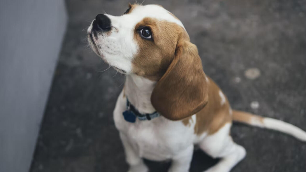 Beagle gelten als lebhaft und fröhlich, doch wie viel Einfluss hat die Rasse auf das Verhalten eines Hundes?