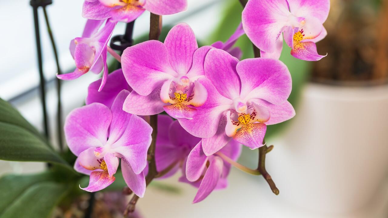 Orchideen hat welke Blätter: Was hilft?