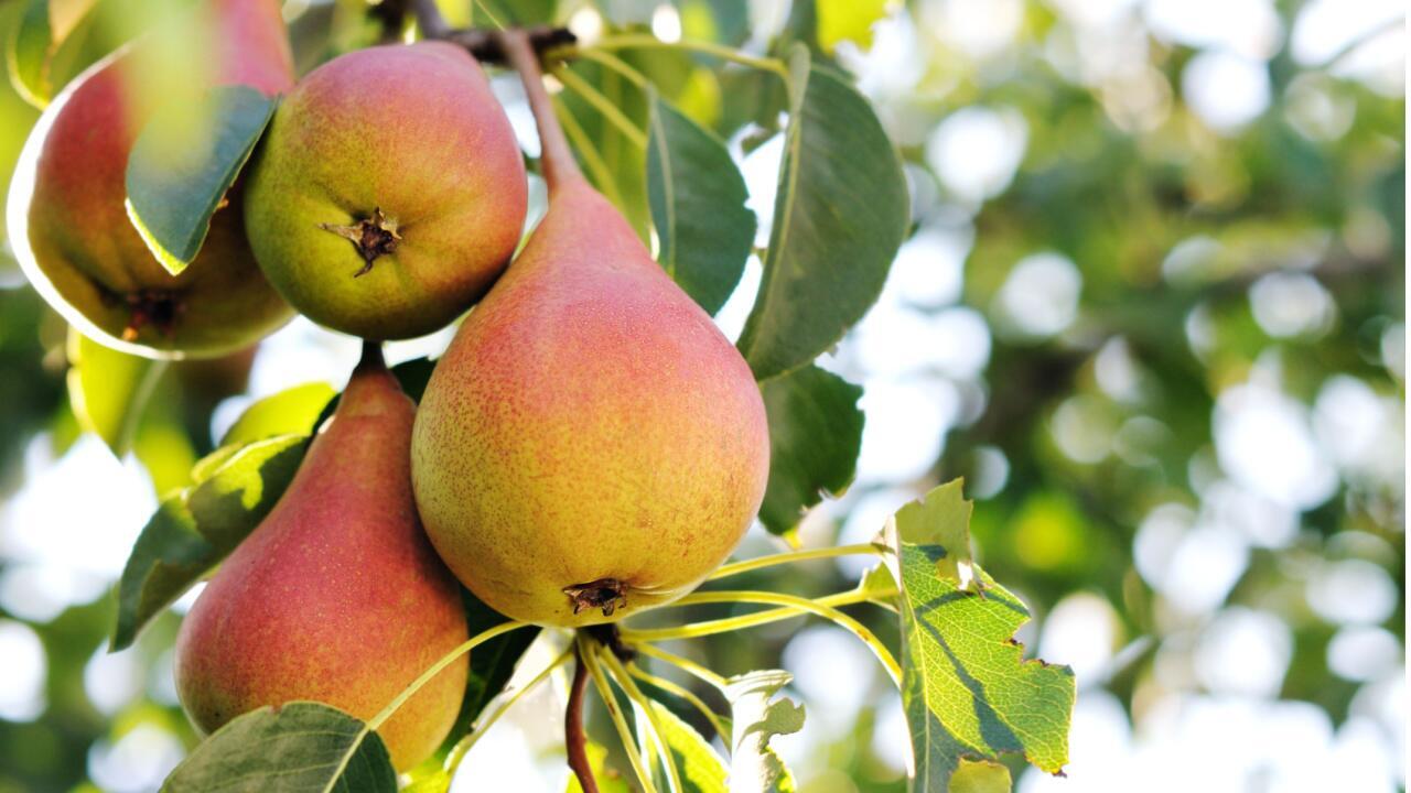 Birnbaum pflanzen und pflegen: Die wichtigsten Tipps für eine reiche Birnen-Ernte