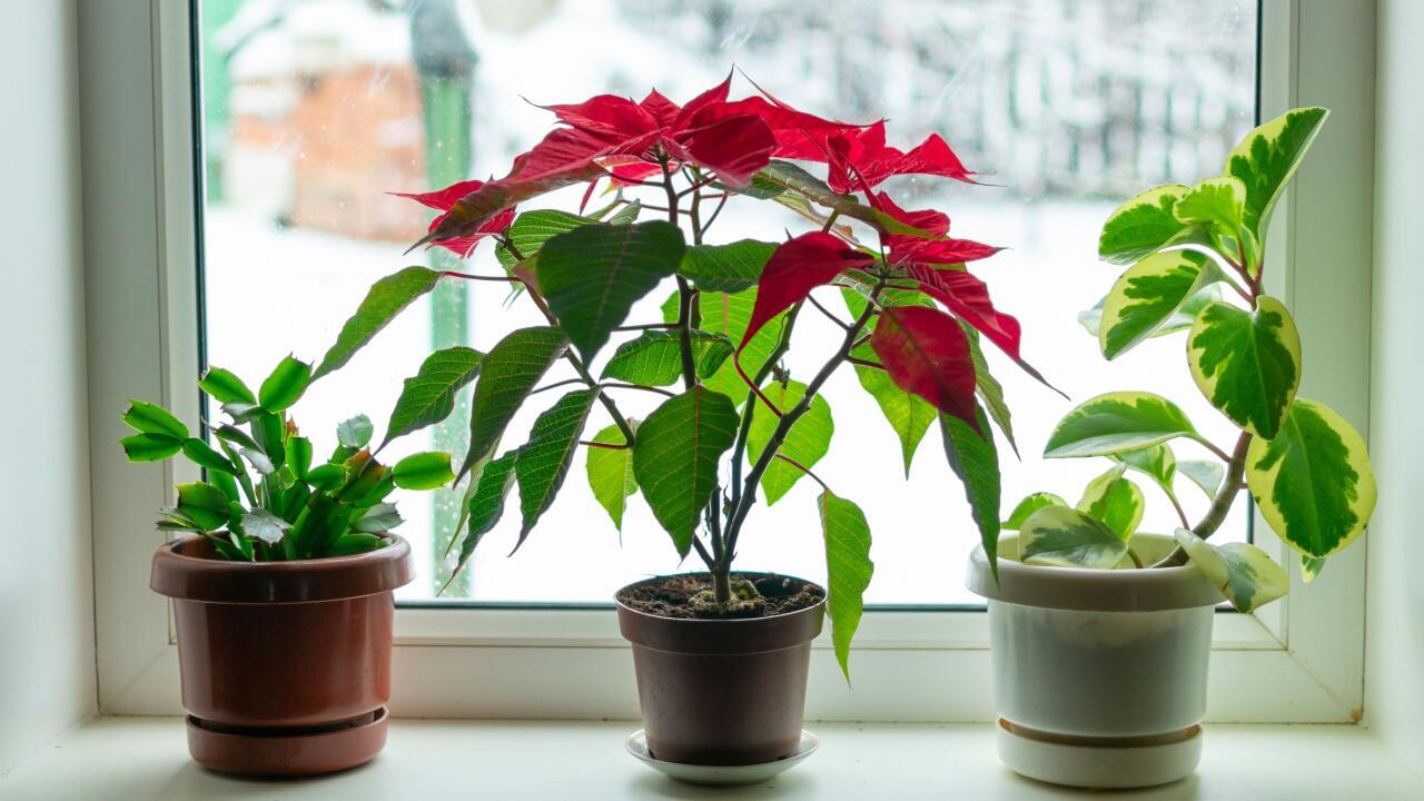 Zimmerpflanzen im Winter pflegen: 5 Dinge, die Sie vermeiden sollten