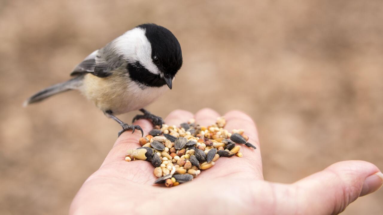 Lecker Kerne: Diese Samen finden Vögel im Garten