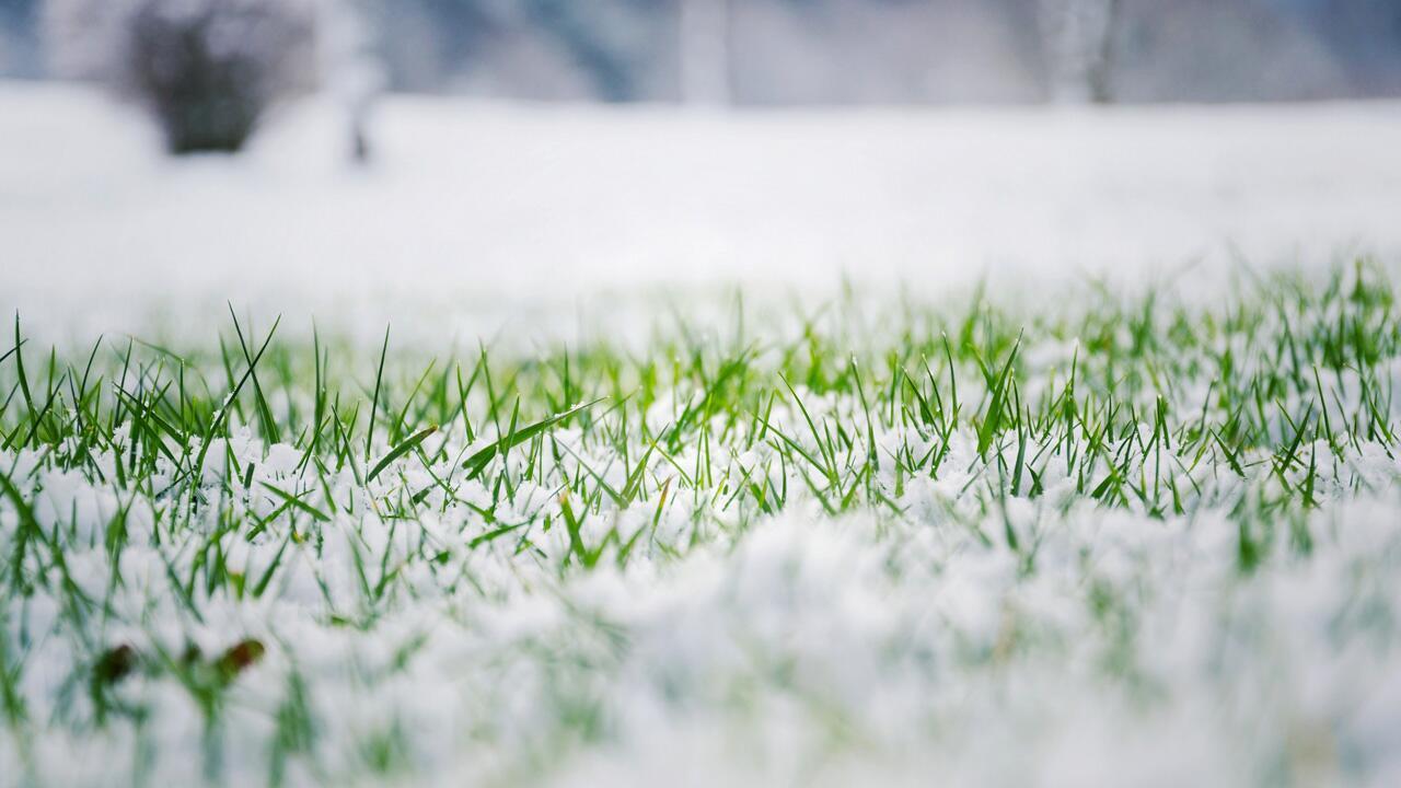 Schnee auf dem Rasen: Entfernen oder liegen lassen?