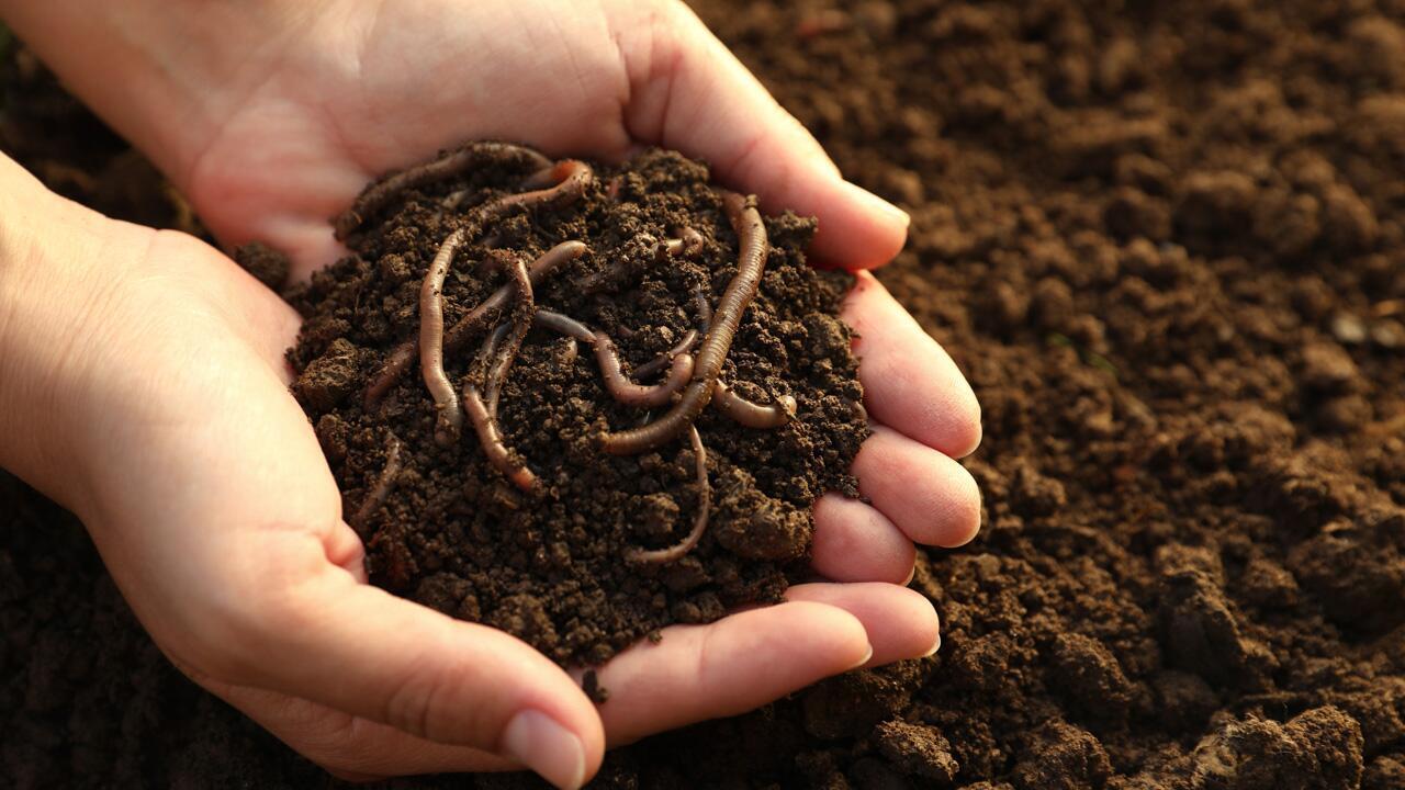 Regenwürmer: Wie man den "Gartenmitarbeiter" unterstützen kann