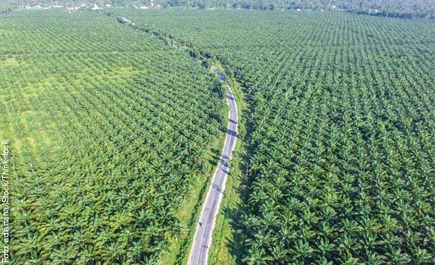 Palmöl Palmöl