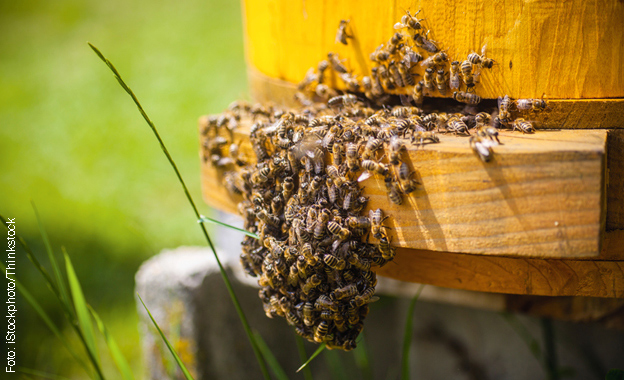 Die EU hat die Anwendung dreier Wirkstoffe in Pflanzenschutzmitteln untersagt, die fatale Auswirkungen auf Bienen haben. Doch warum sind die Mittel überhaupt zugelassen worden? Die EU hat die Anwendung dreier Wirkstoffe in Pflanzenschutzmitteln untersagt, die fatale Auswirkungen auf Bienen haben. Doch warum sind die Mittel überhaupt zugelassen worden?