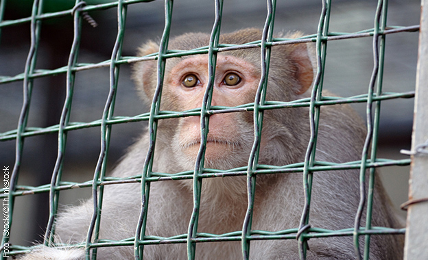 Wer braucht den Zoo? Wer braucht den Zoo?