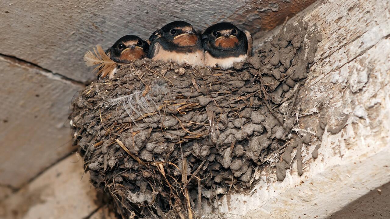  Dachböden werden zur tödlichen Hitzefalle für Vögel