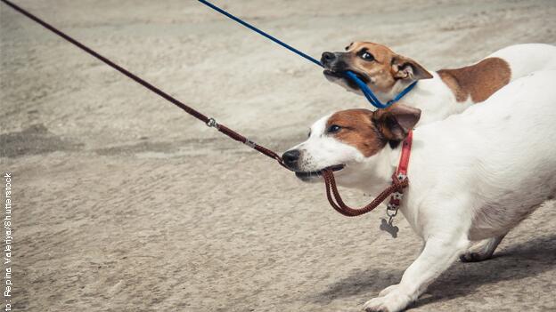 110 Haftpflichtversicherungen für Hundehalter im Test