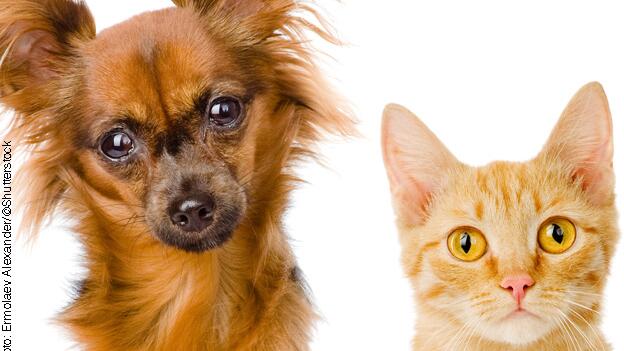18 Hunde- und Katzennassfutter im Test