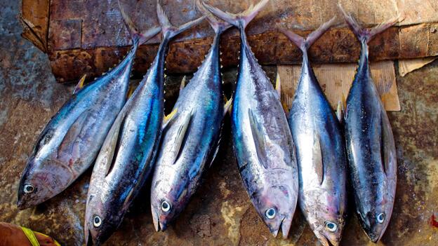 25 Thunfischmarken auf Nachhaltigkeit im Test