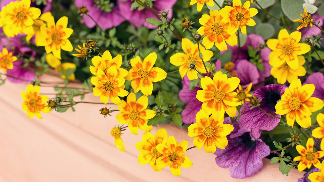 4 Experten-Tipps für prächtig blühende Balkonpflanzen
