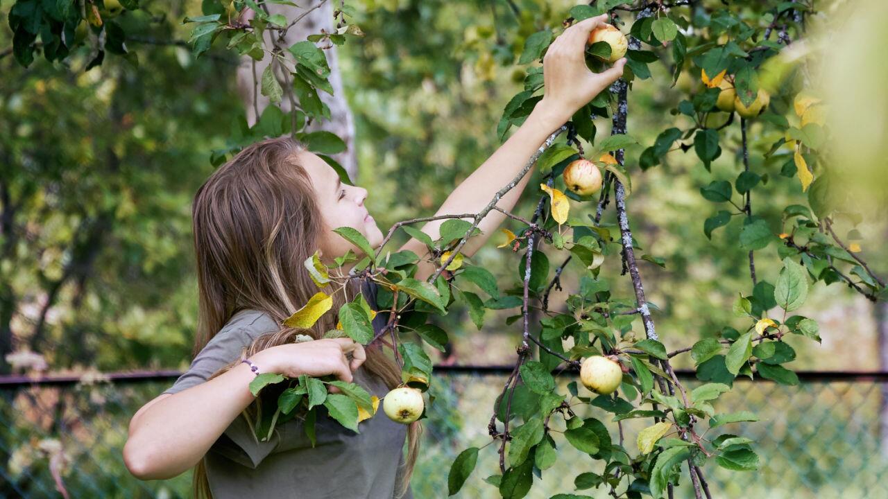 Äpfel, Kastanien, Nüsse: Welche Früchte darf ich wo sammeln?