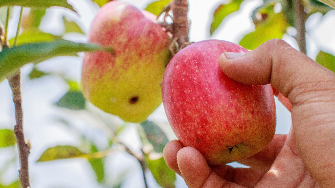 Äpfel ernten: So erkennen Sie, ob Äpfel schon reif für die Ernte sind