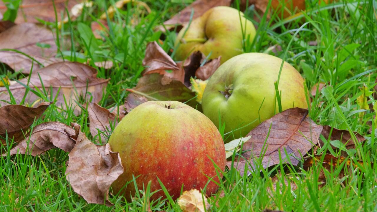 Äpfel und Birnen: Wann kann ich Fallobst noch verwerten? 