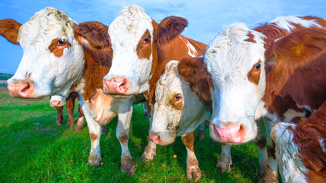 Agrarminister Cem Özdemir hat ein neues Konzept-Papier für eine Tierwohlabgabe auf Fleisch und Fleischprodukte vorgestellt.