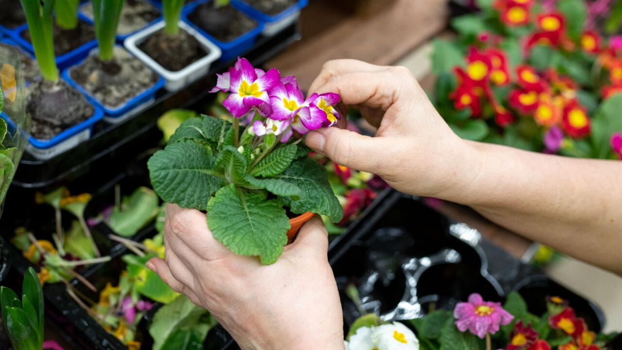 Primeln: Warum die Frühblüher unterschätzt werden