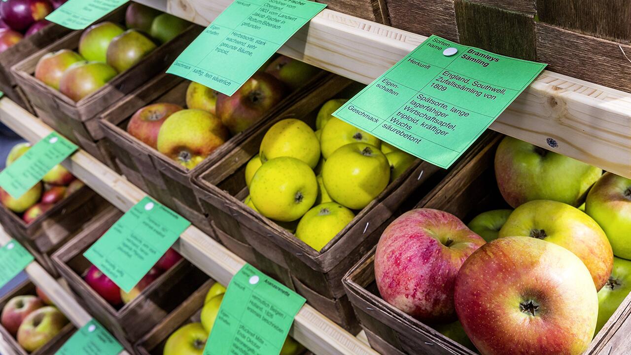 Alte Apfelsorten: Geschmacklich besser als jeder Apfel aus dem Supermarkt.