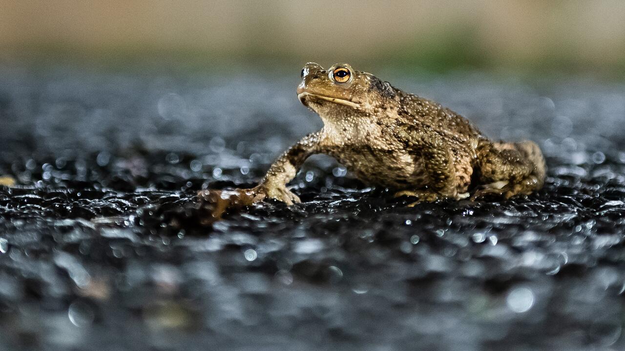 Amphibien auf dem Weg zu Laichgewässern - Appell an Autofahrer 