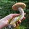Pilze: Regen bringt Boom – Tipps zum sicheren Sammeln Pilze: Regen bringt Boom – Tipps zum sicheren Sammeln