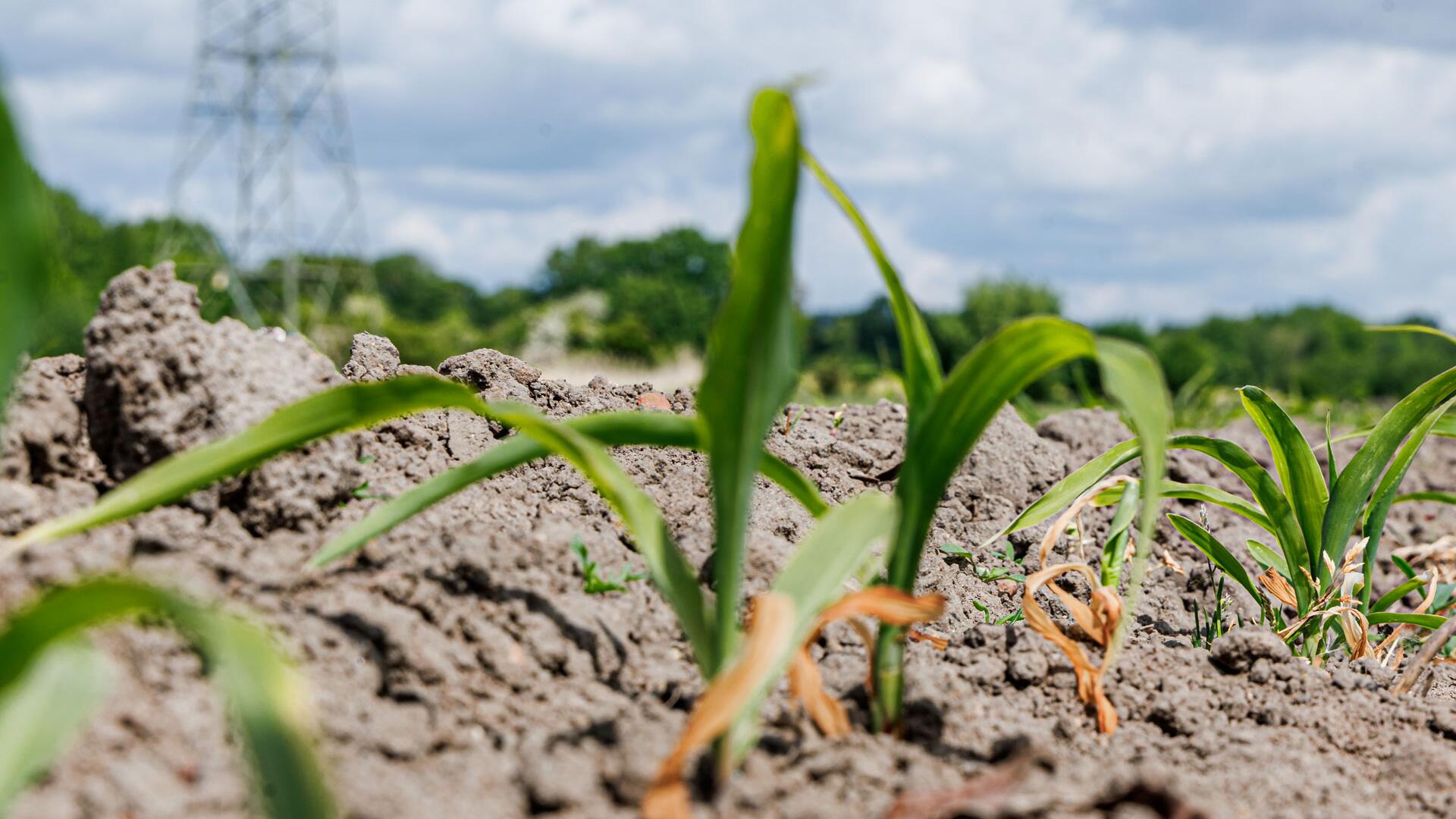 Anhaltende Trockenheit: Diese 5 Tipps retten Garten und Tiere