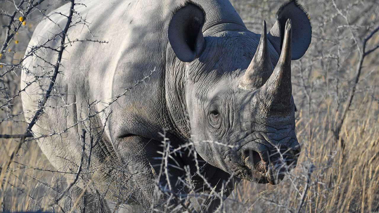 Artenkonferenz beschließt: Kein Handel mit Horn von Nashörnern 