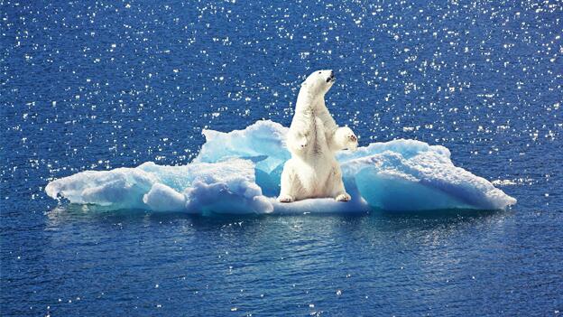 Artenvielfalt in Gefahr: Wie der Klimawandel zum Artensterben beiträgt