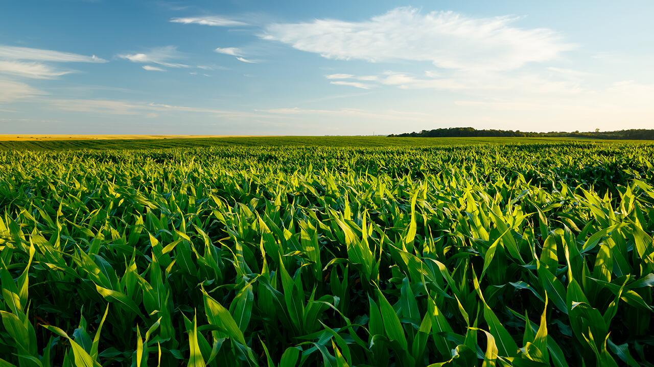 Auf Äckern wie Maisfeldern können Unkräuter wachsen, die giftige Tropanalkaloide enthalten. Für diese Stoffe gibt es nun neue Grenzwerte.