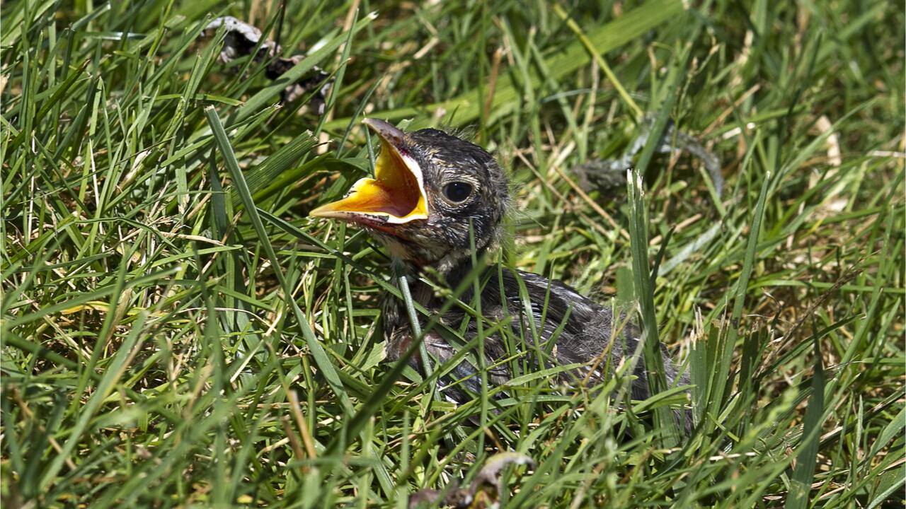 Jungvogel gefunden: Was soll ich tun?