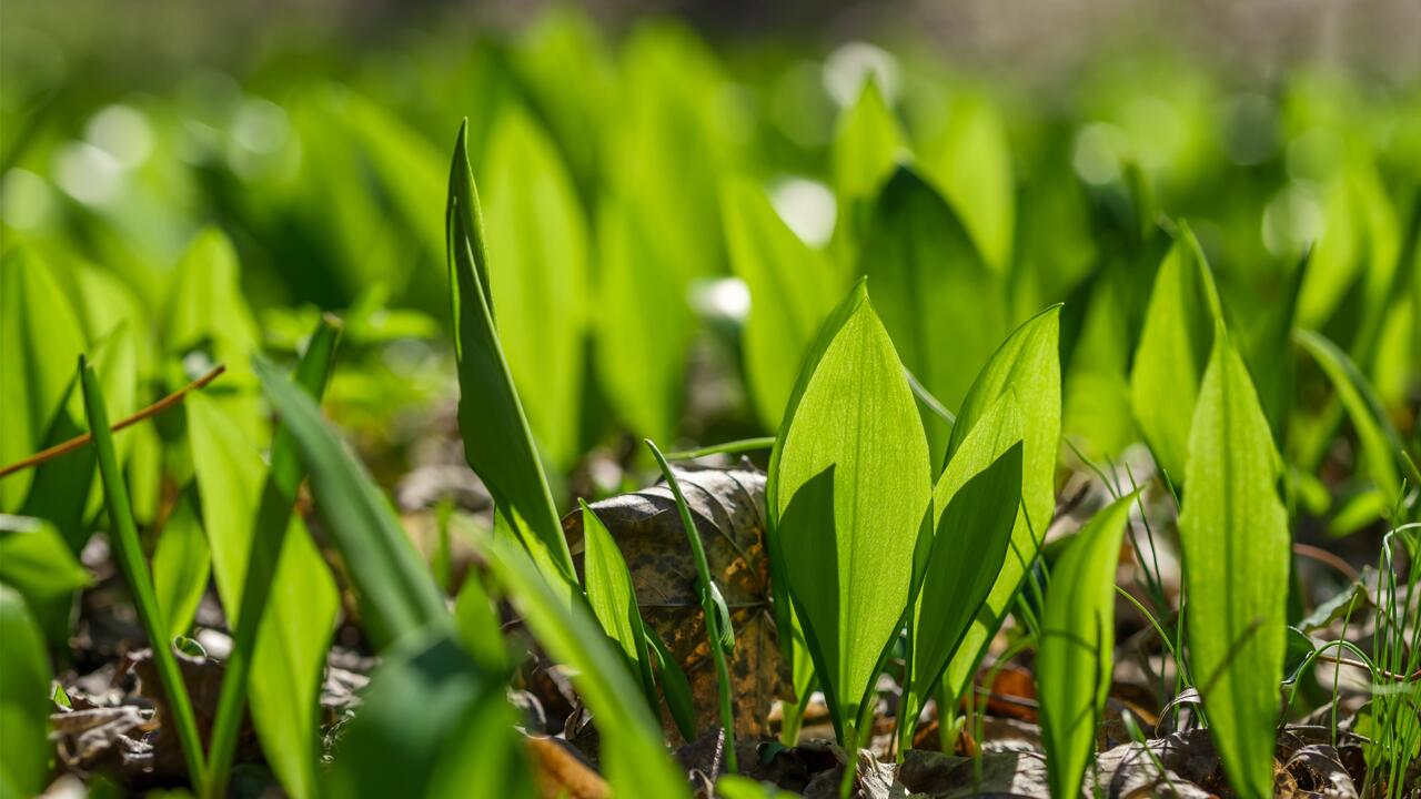 Bärlauch im Garten anpflanzen: Jetzt ist der ideale Zeitpunkt