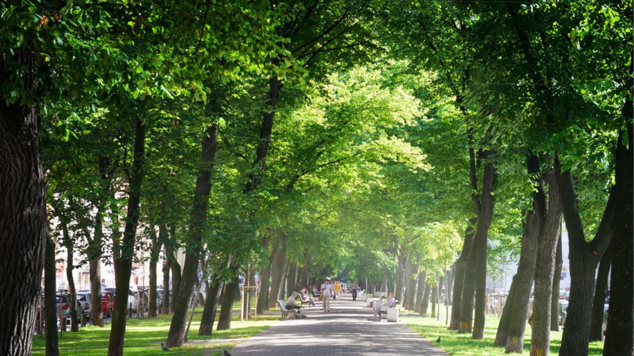 Bäume in Städten sind wichtig - doch seit Jahren gefährdet.